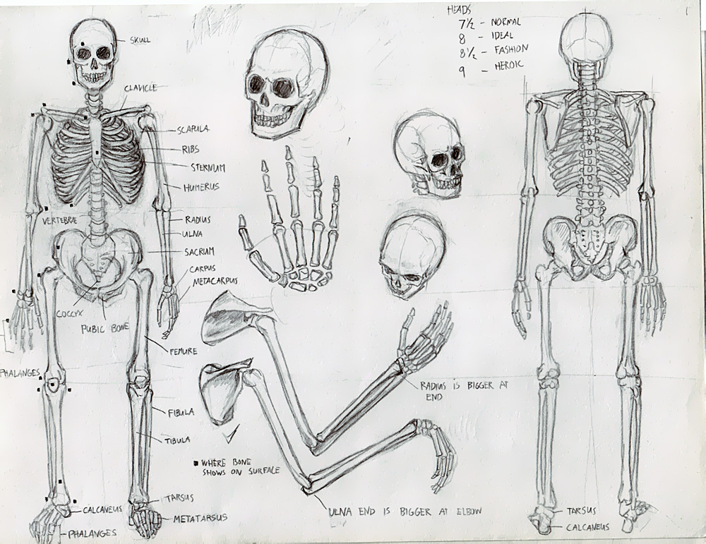 Скелет по анатомии рисунок