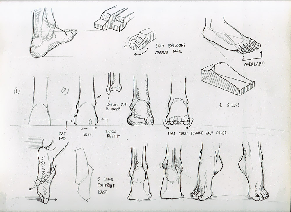 Malinos Fliles Anatomy For The Artist Sarah Simblet Pdf