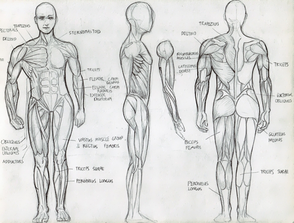 Anatomy Study 009