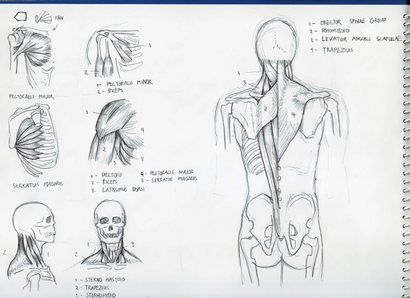 Anatomy Study 012
