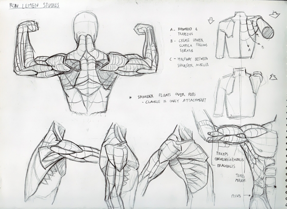 Anatomy Study 015