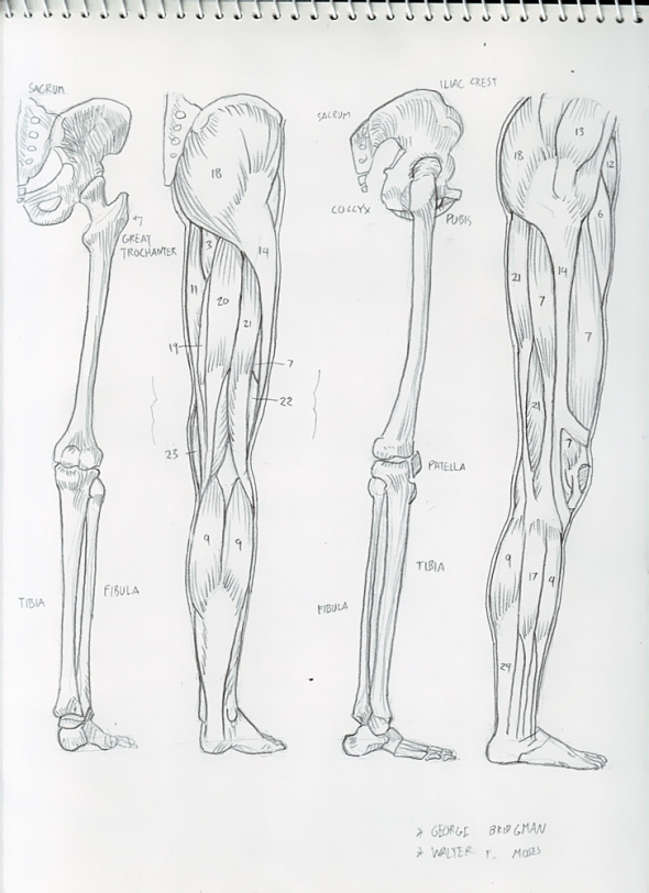 Anatomy Study 024