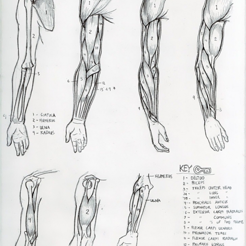 Anatomy Study 013