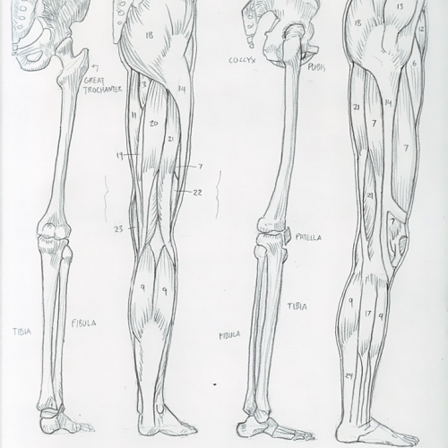 Anatomy Study 024