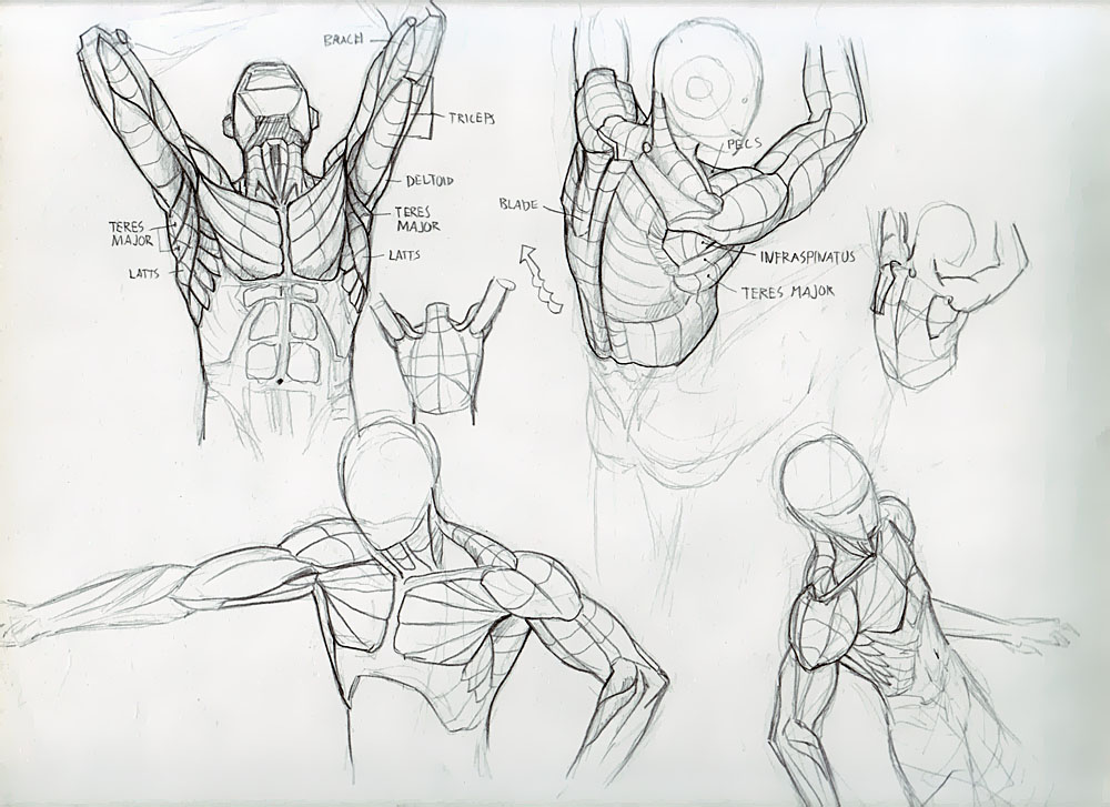 Forearm Muscles Done! - Deiv Calviz - Illustrations, Concept Art ...