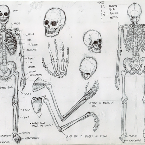 Anatomy Study 001