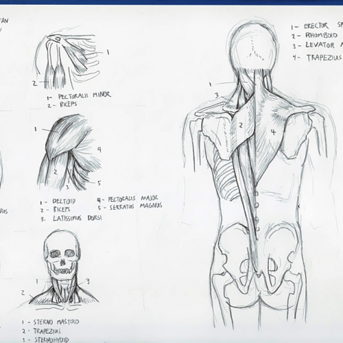 Anatomy Study 012