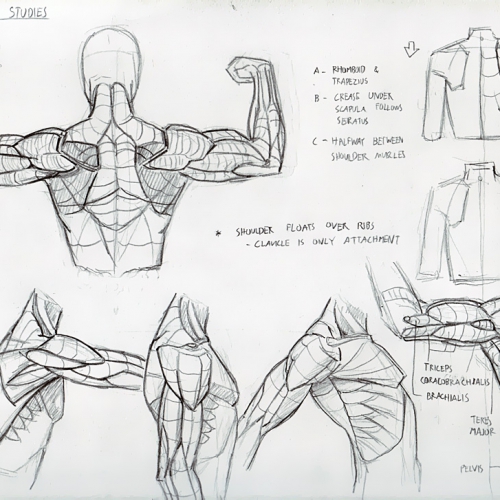 Anatomy Study 015