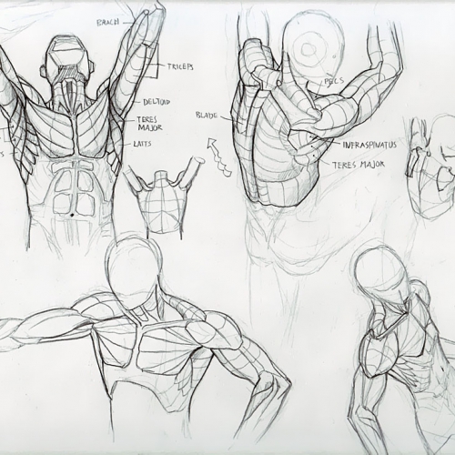 Anatomy Study 017