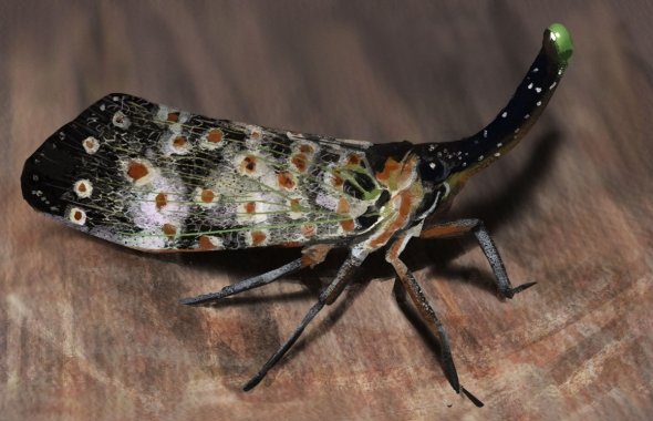 Insect Study 01