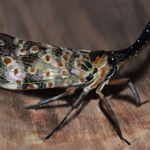 Insect Study 01