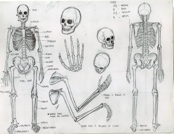 Anatomy Study 001