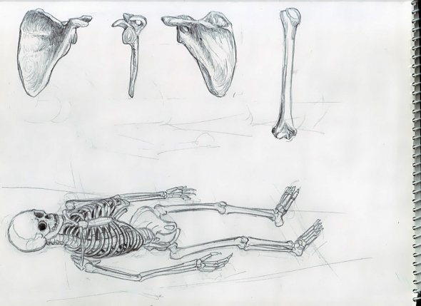 Anatomy Study 002