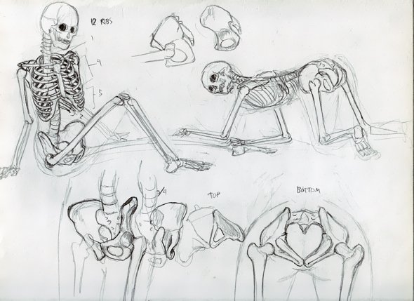 Anatomy Study 003