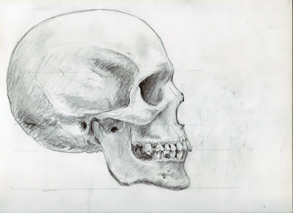 Anatomy Study 005