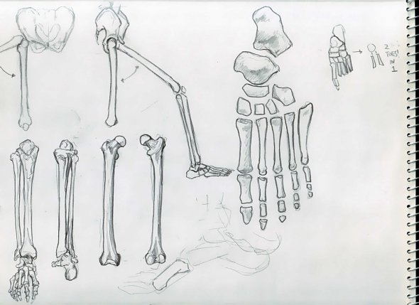 Anatomy Study 006