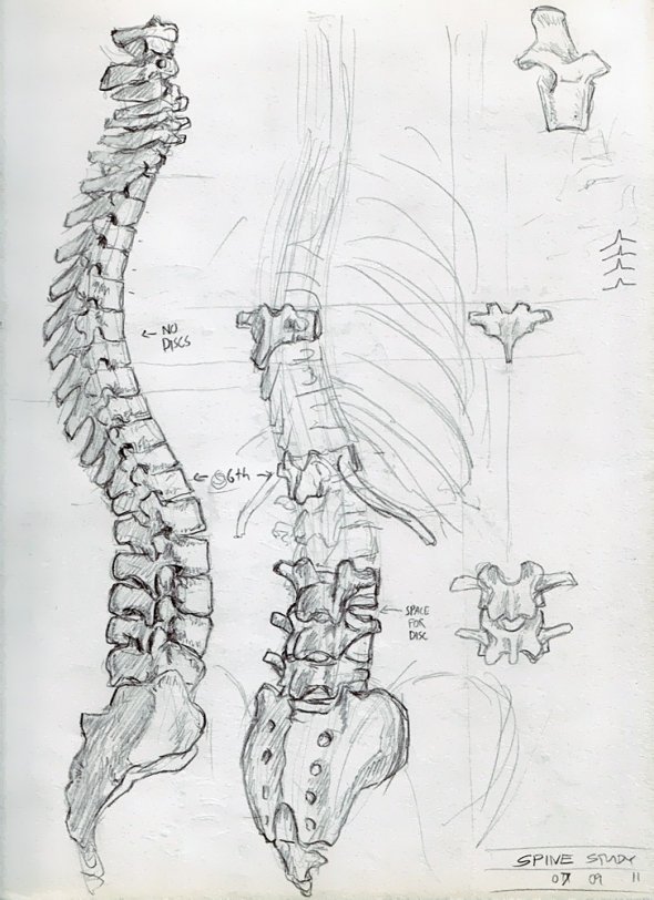 Anatomy Study 007