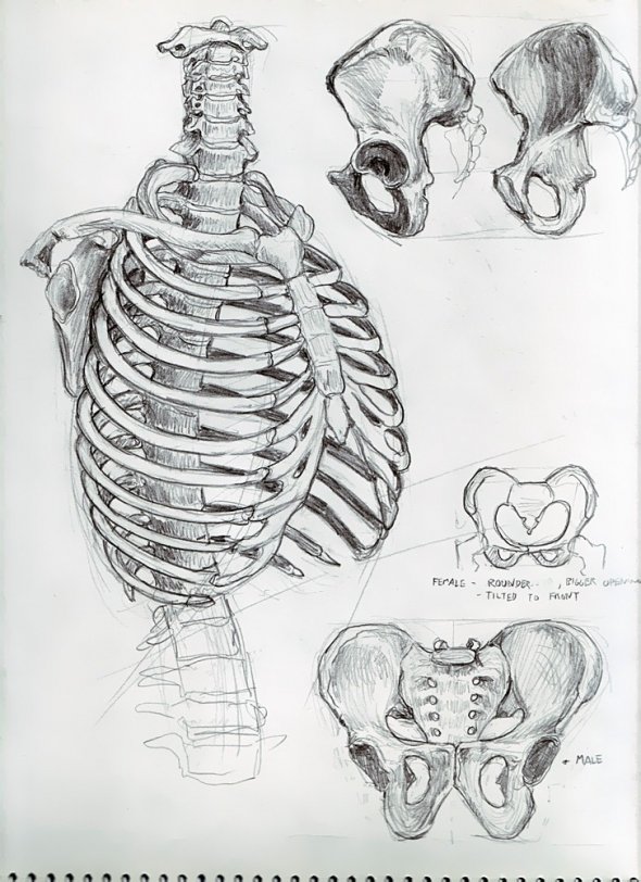 Anatomy Study 008