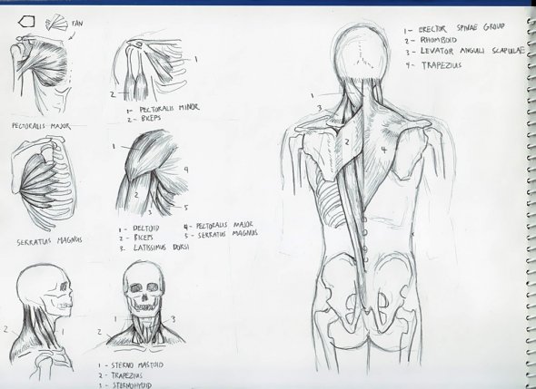 Anatomy Study 012