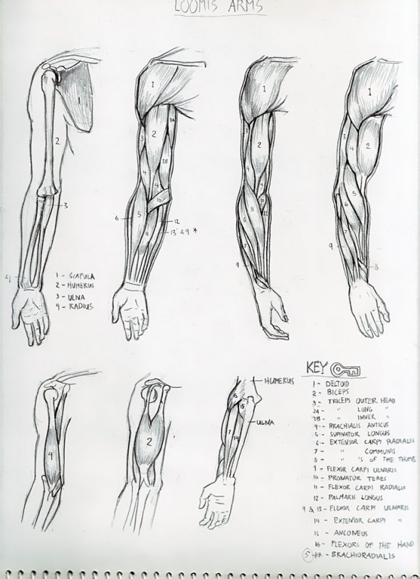 Anatomy Study 013