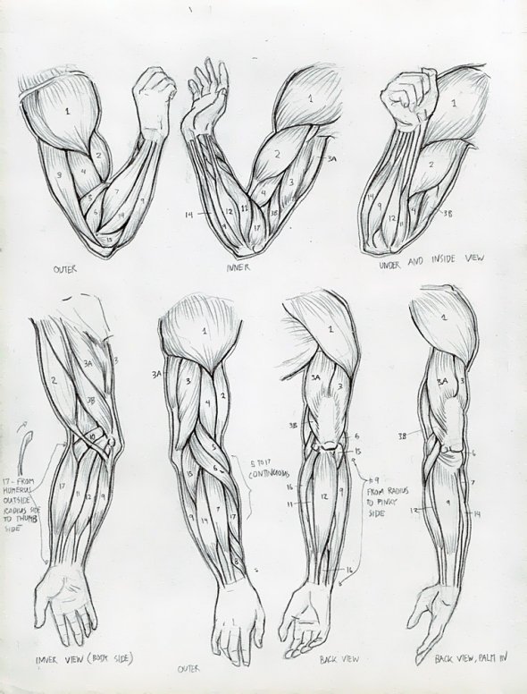 Anatomy Study 014