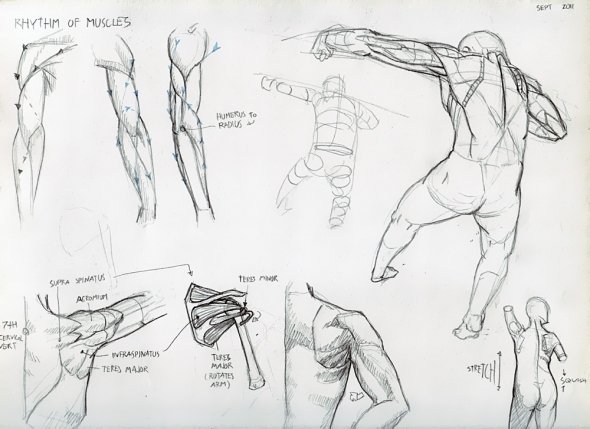 Anatomy Study 016