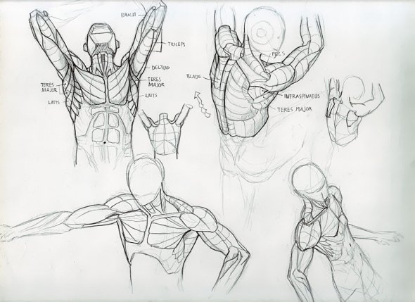 Anatomy Study 017