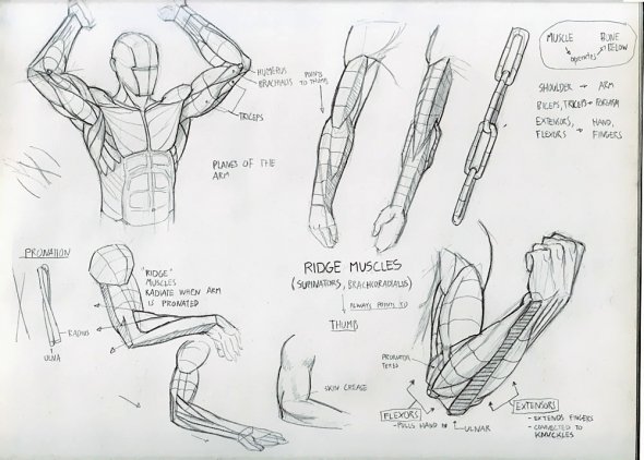 Anatomy Study 018