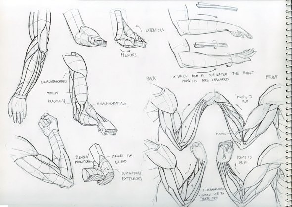 Anatomy Study 019