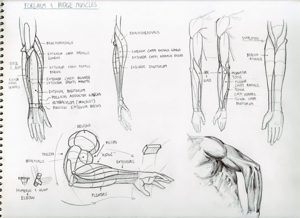 Anatomy Study 020