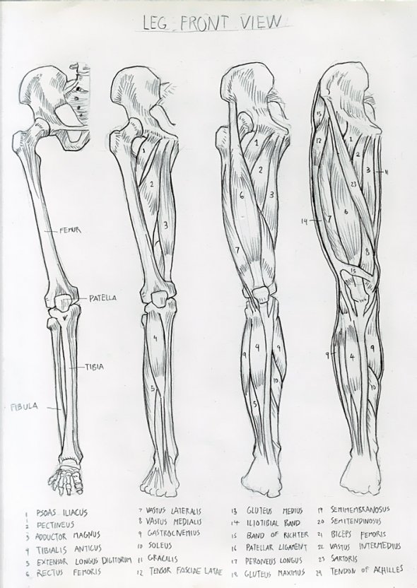 Anatomy Study 023