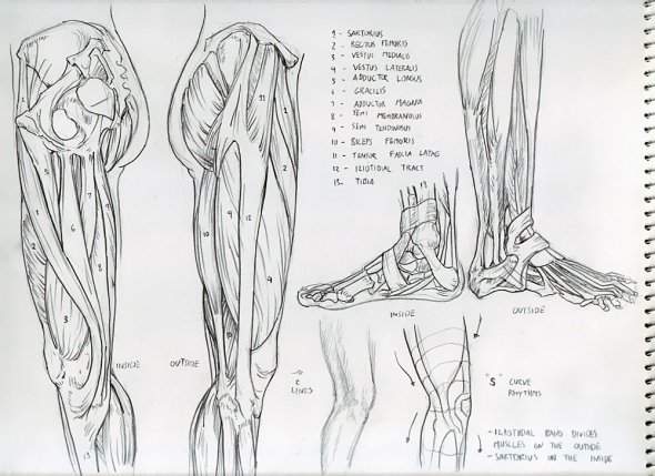 Anatomy Study 025