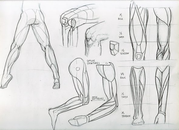 Anatomy Study 026