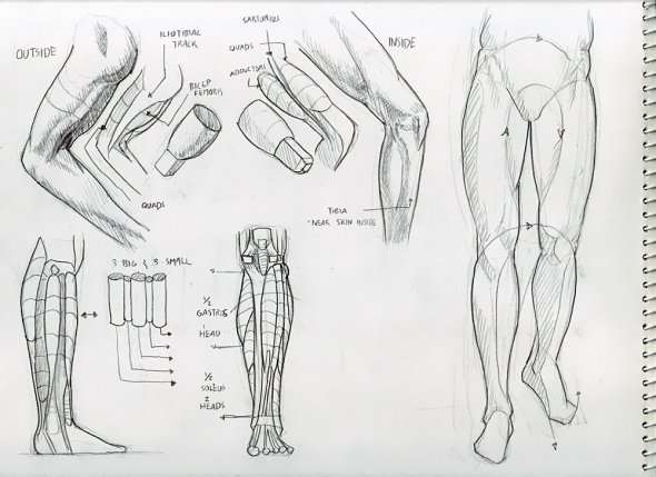 deiv_calviz_anatomy_027