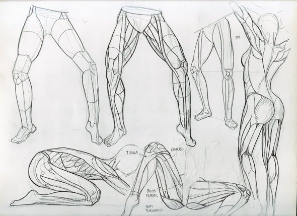 Anatomy Study 028