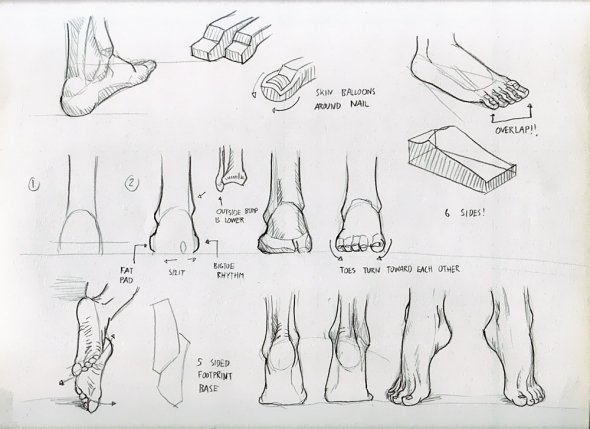 Anatomy Study 030