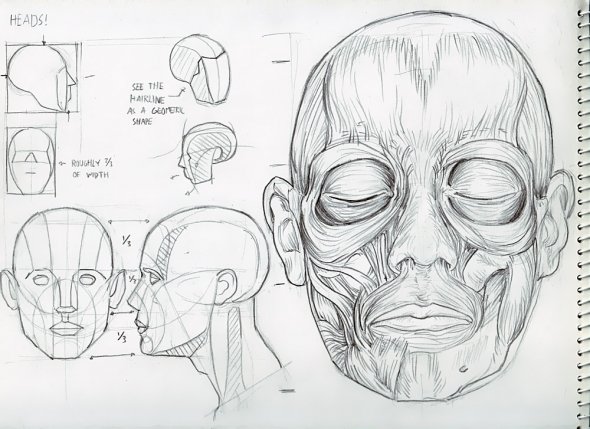 Anatomy Study 031