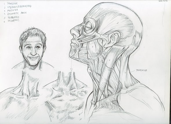 Anatomy Study 032