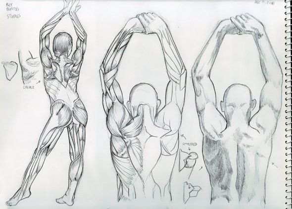 Anatomy Study 033