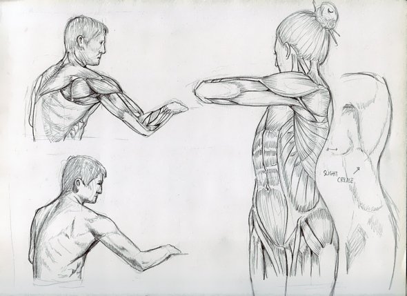 Anatomy Study 034