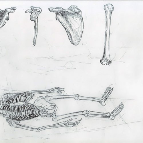 Anatomy Study 002