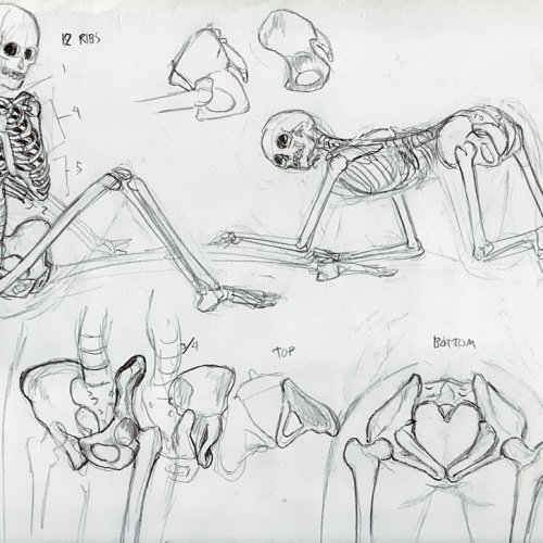 Anatomy Study 003