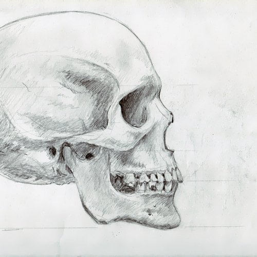 Anatomy Study 005