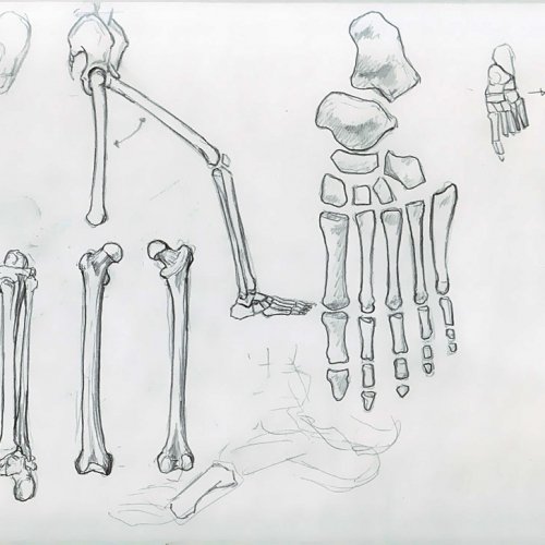 Anatomy Study 006