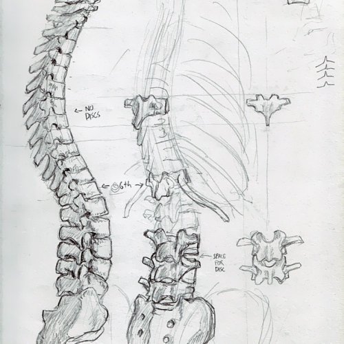 Anatomy Study 007