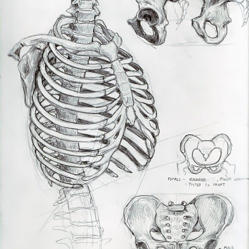 Anatomy Study 008