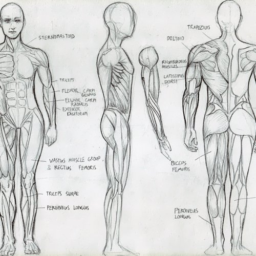 Anatomy Study 009