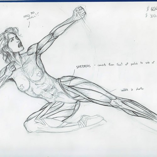 Anatomy Study 010