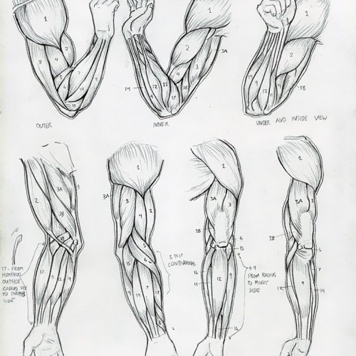 Anatomy Study 014