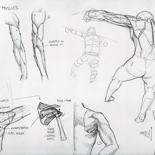 Anatomy Study 016